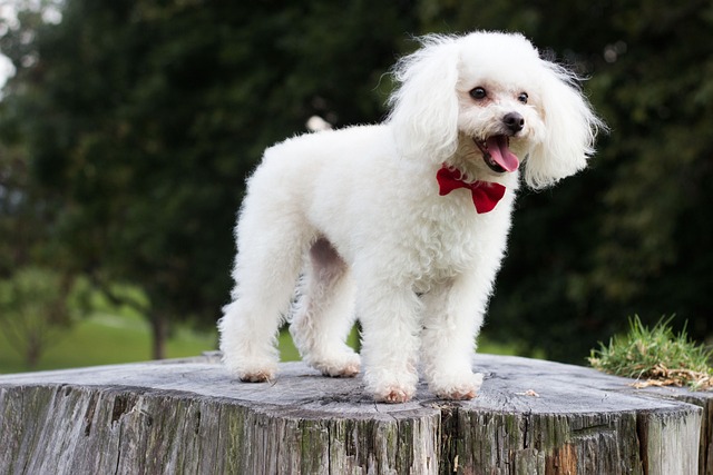 Clean and well-groomed white dog after grooming, looking happy and neat, in Pawsome Haven's gallery.