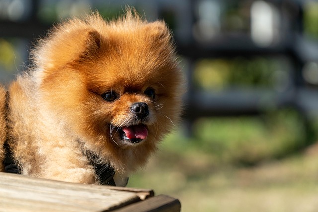 Happy, clean puppy with shiny fur after a gentle grooming session at Pawsome Haven, looking adorable.